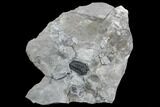 Gravicalymene Trilobite - Lorraine Group, Quebec #107530-1